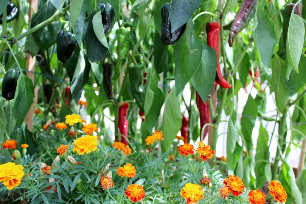 companion planting of marigold with peppers to deter aphids.