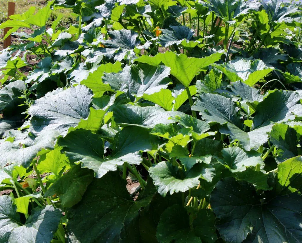 Zucchini Patch August-2014