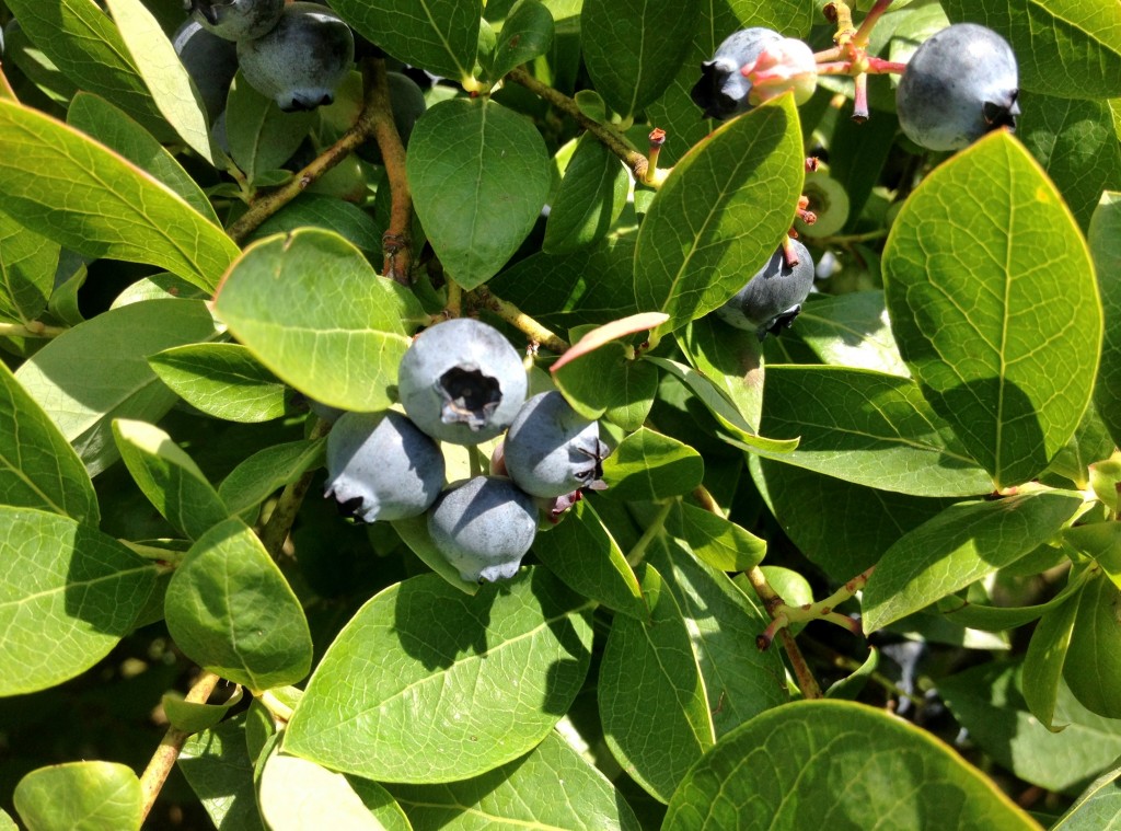 Blueberries on the bush