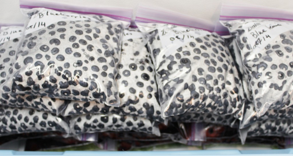 Freezing Fresh Blueberries Easily 6 Freezing Blueberries