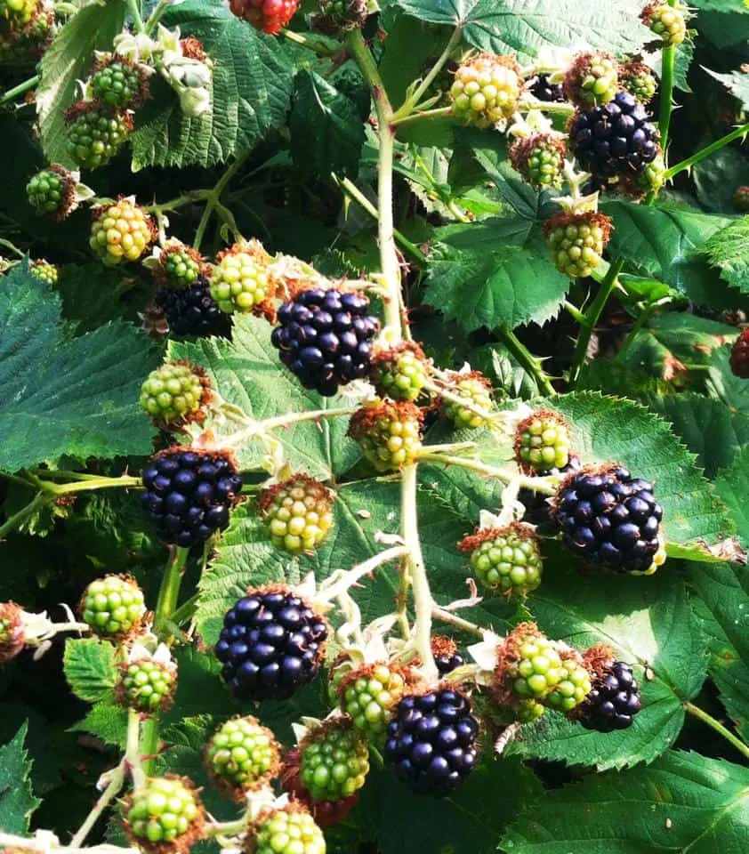 Blackberries On The Vine Ready For Harvest And Blackberry Pie