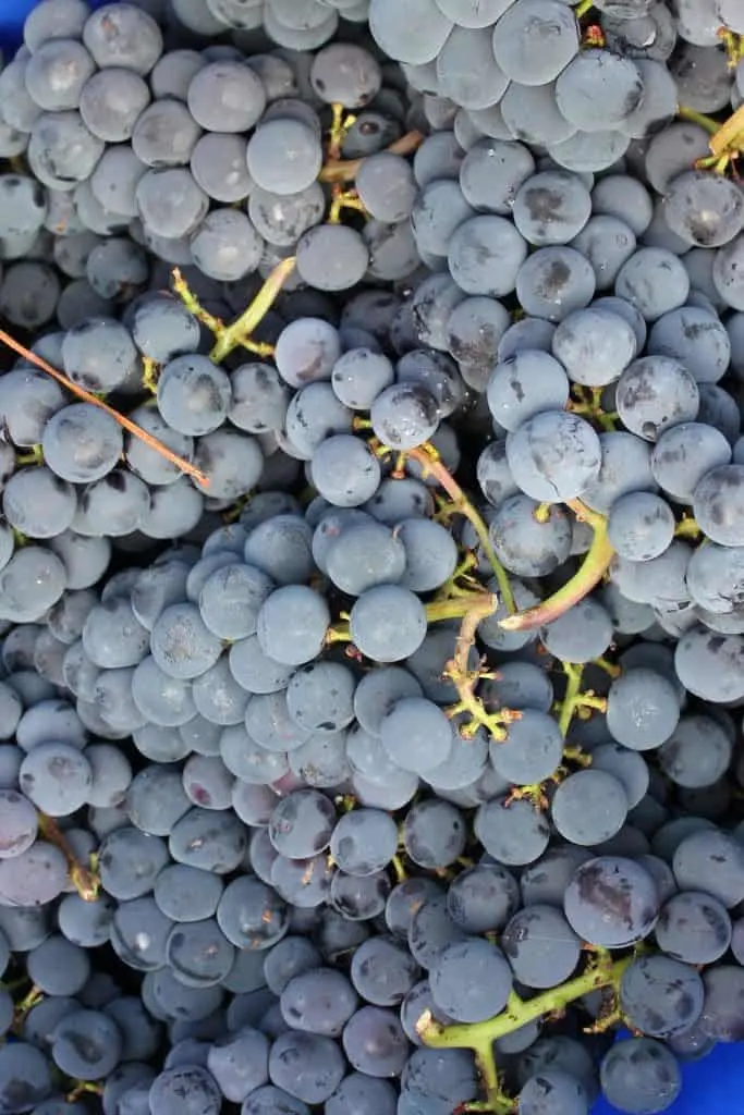 Diy Grape Arbor. A Strong Support System Is Necessary For These Heavy Grapes!