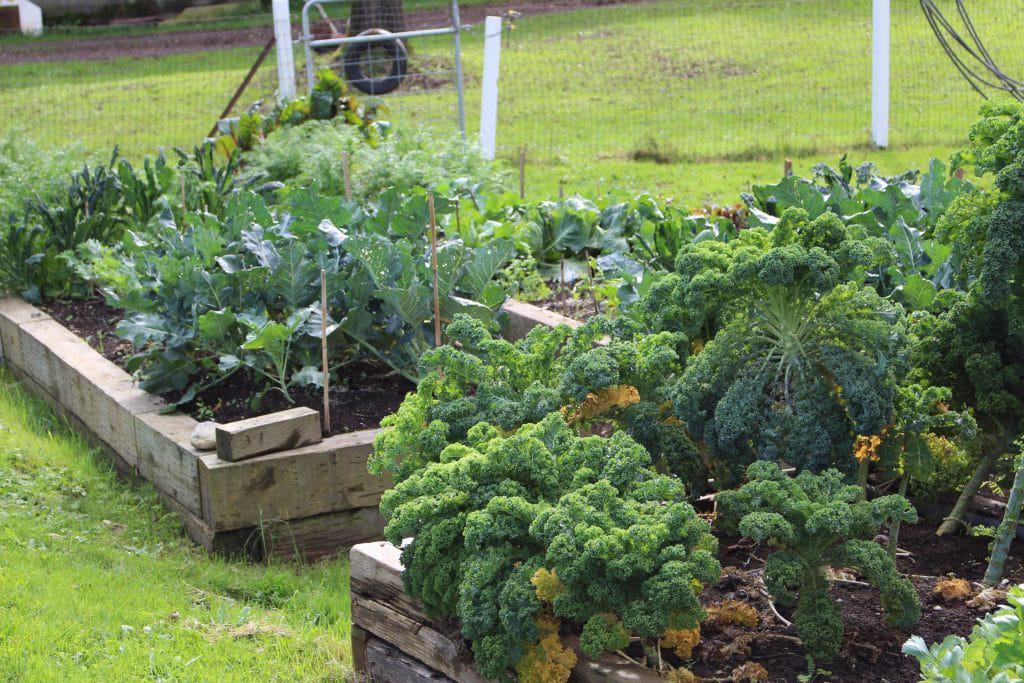 Fall garden 2014