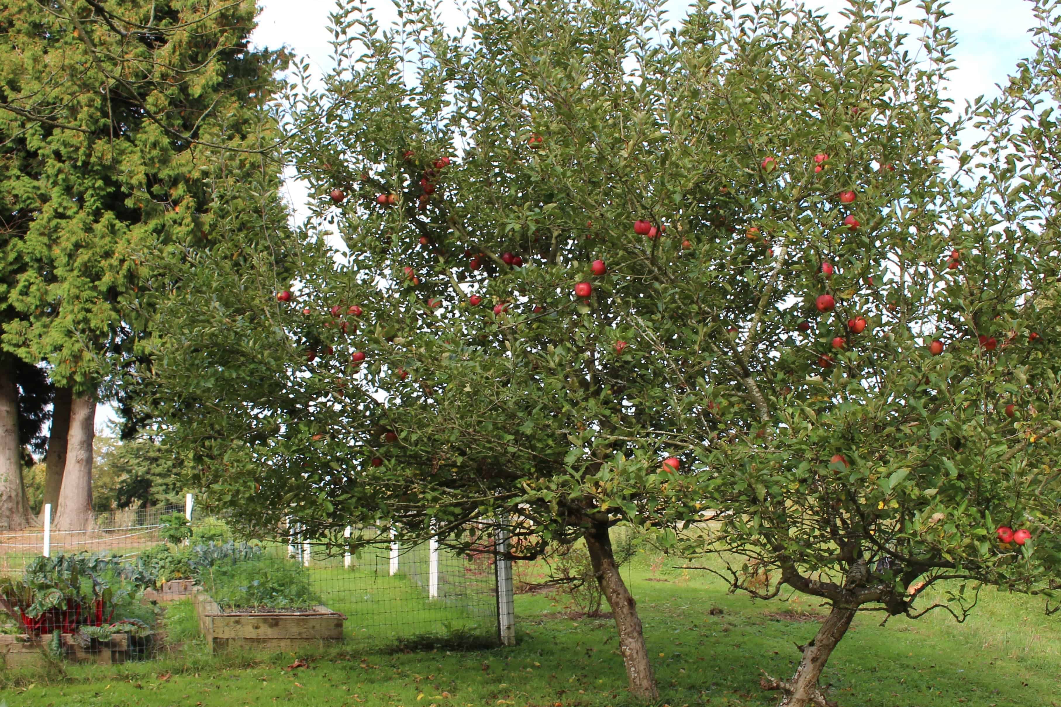 Homemade Apple Chips 2 Apple Trees Ready For Harvest