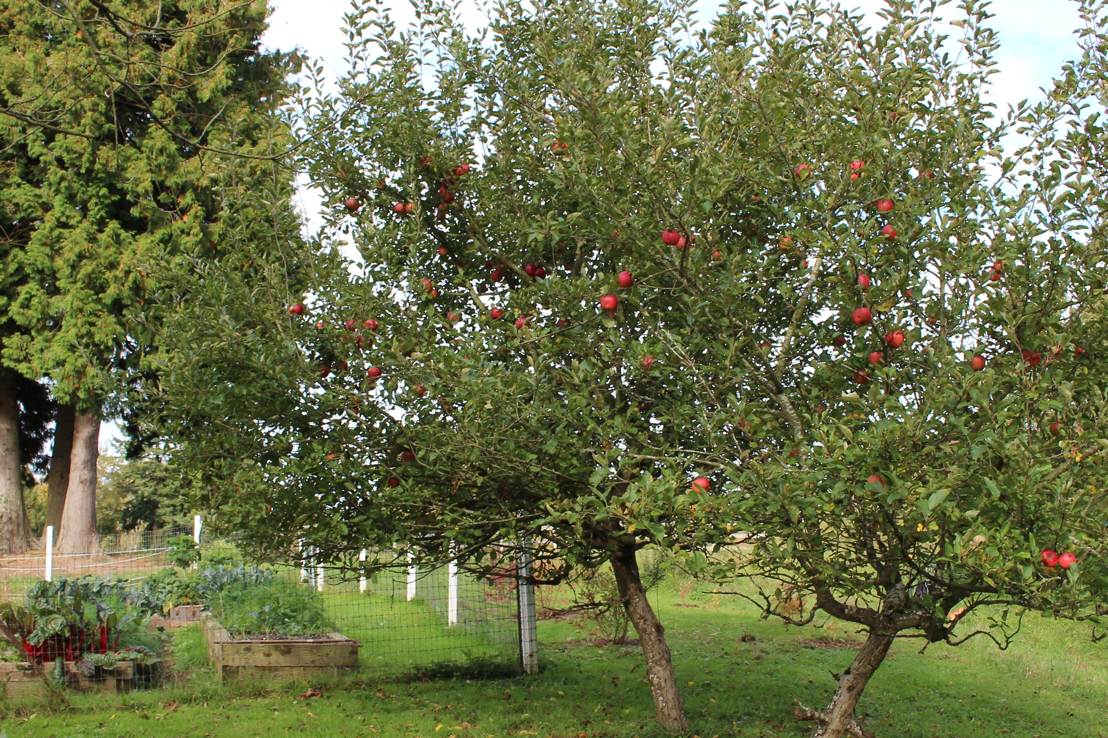 Apple Trees Ready For Harvest