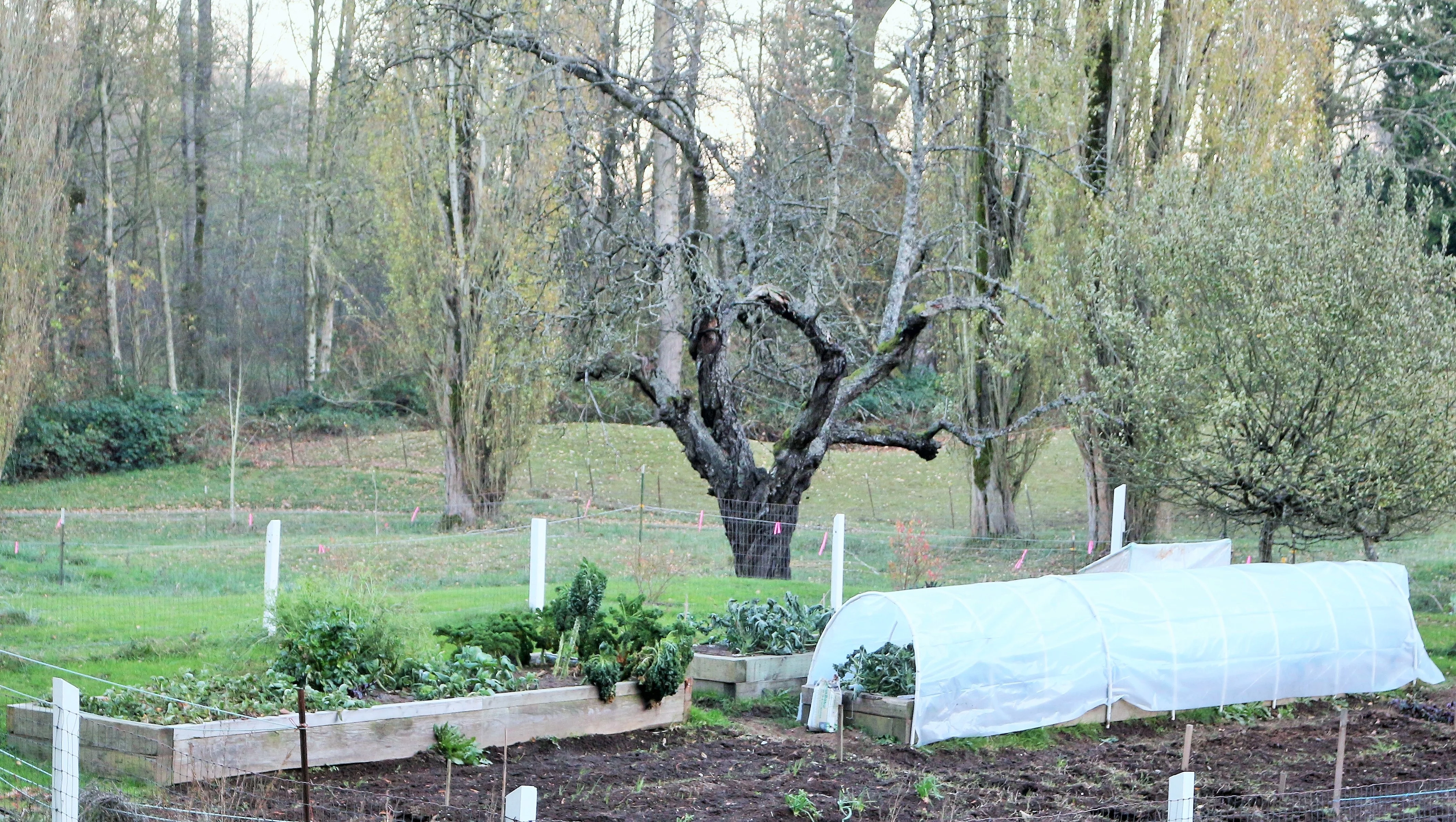 Winter Hoop Garden