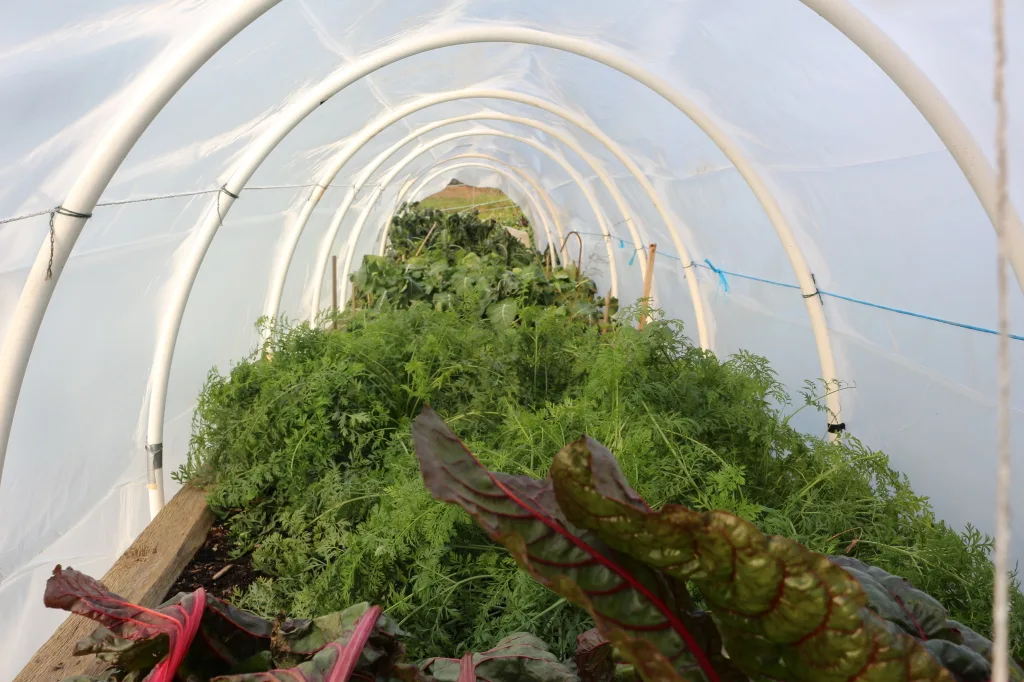 Hoop Gardening