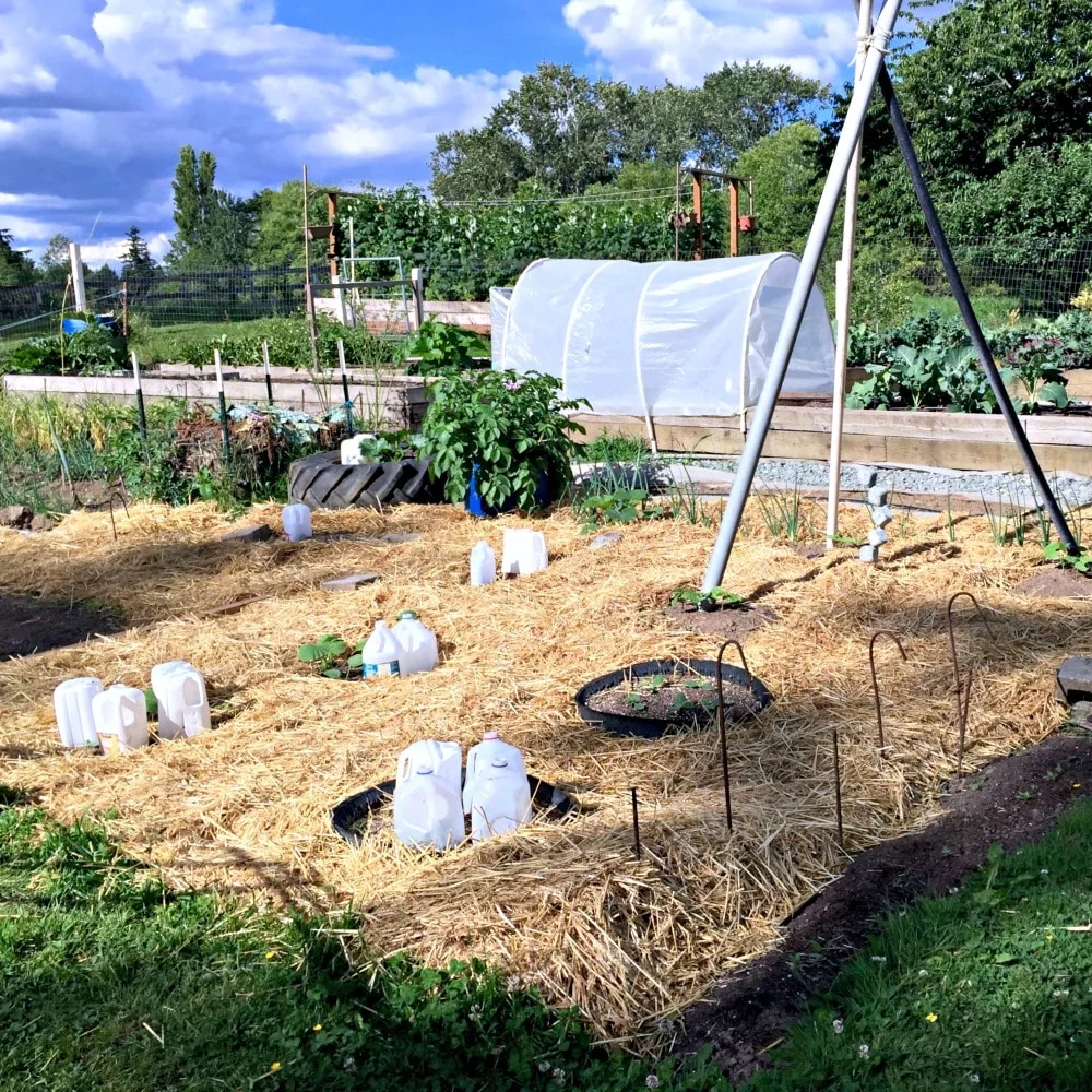 Lasagna Gardening