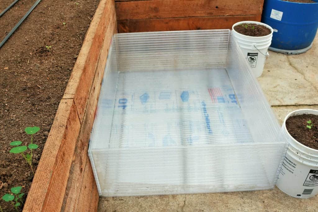 Making A Cold Frame, Making Cold Frames For Seedlings