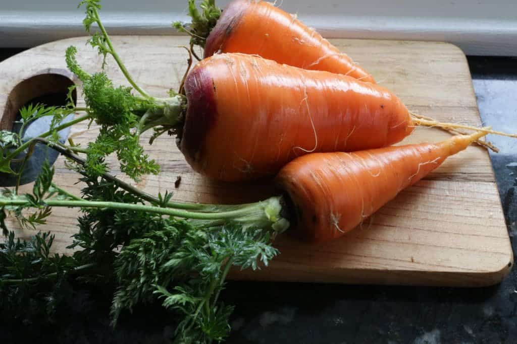 Wintered Over Carrots 
