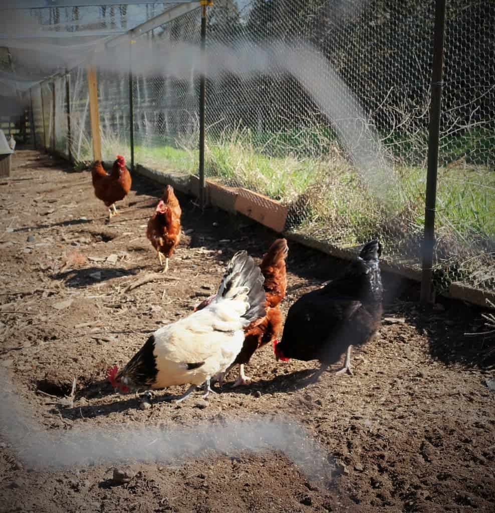 Our Hens In Their Chicken Run In March 2015