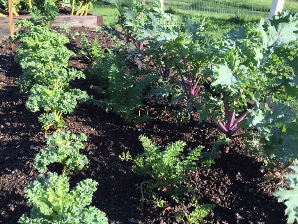 The Ultimate Garden Salad Recipe Guide 3 Kale In The Garden