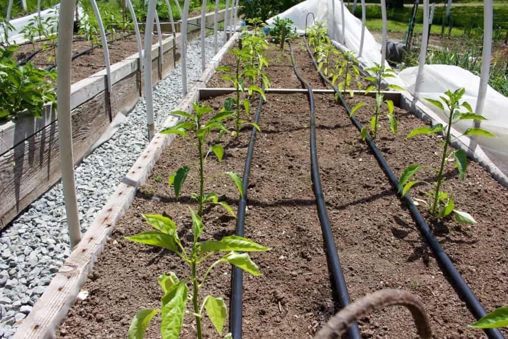 Garden Pepper Crop. A Sad Tail