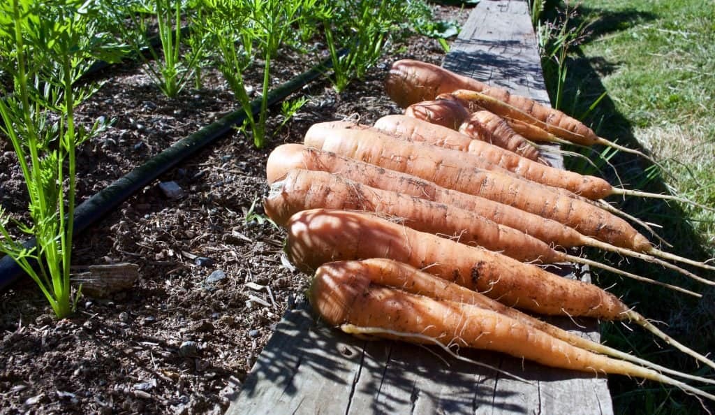 Garden Carrots 2015