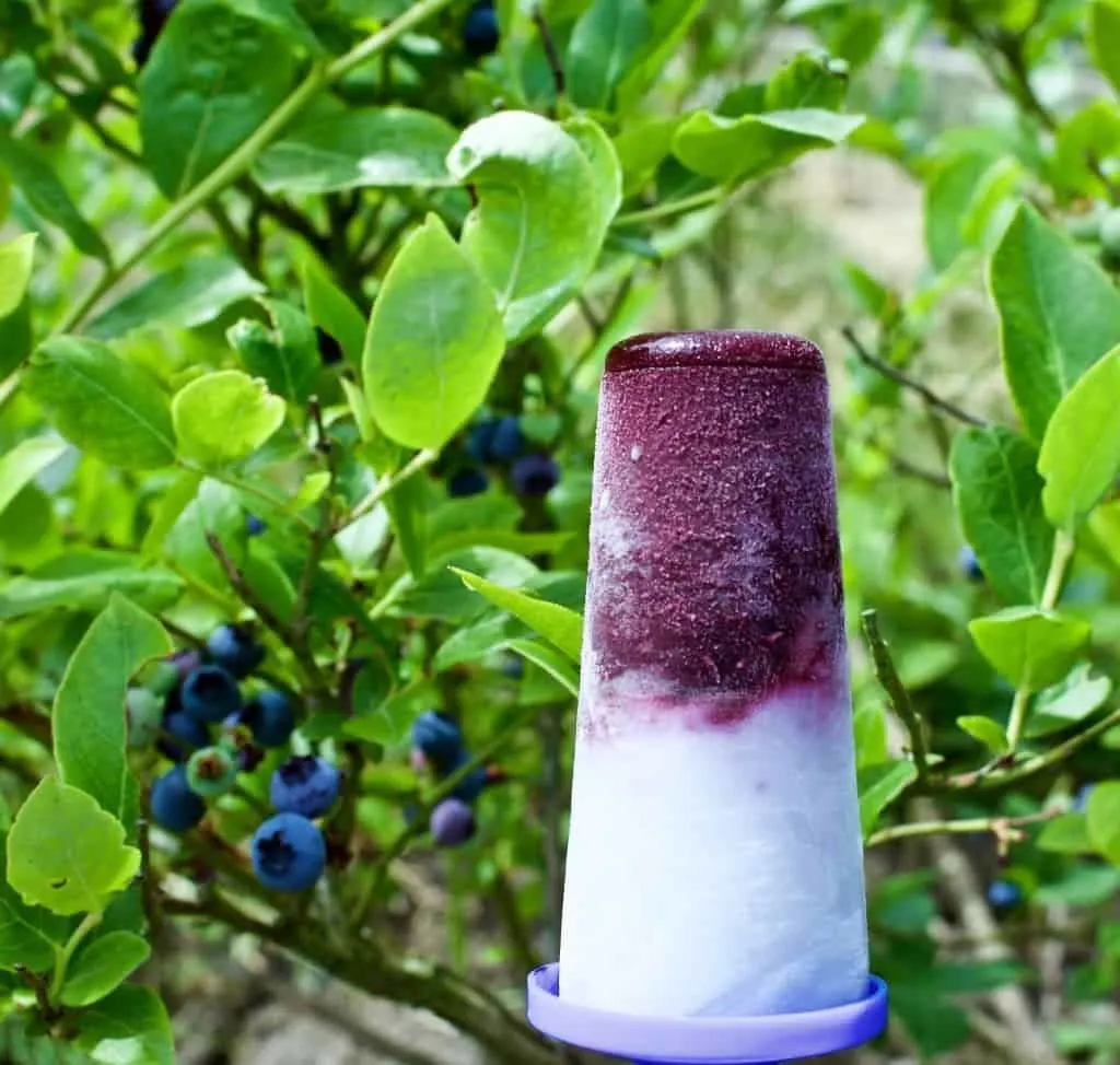 Blueberry Coconut Lime Homemade Popsicles 1 Blueberry Coconut Lime Pops