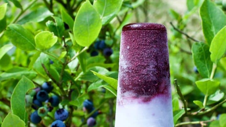 Blueberry Coconut Lime Pops