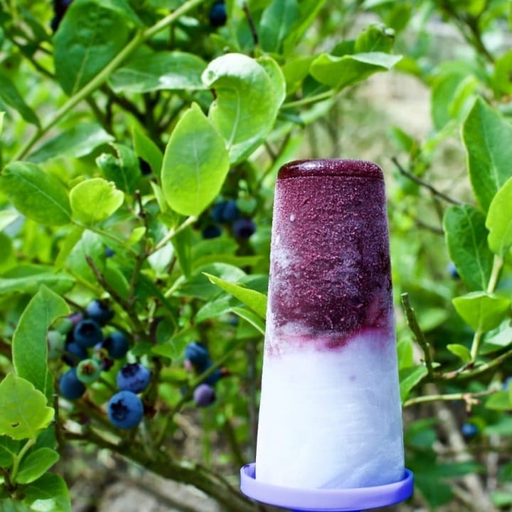 Blueberry Coconut Lime Pops
