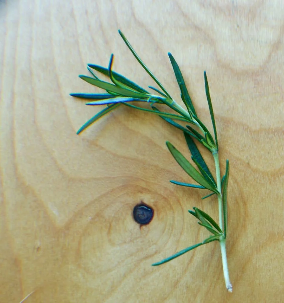 2015 Garden And Greenhouse Harvest 6 Rosemary 2015