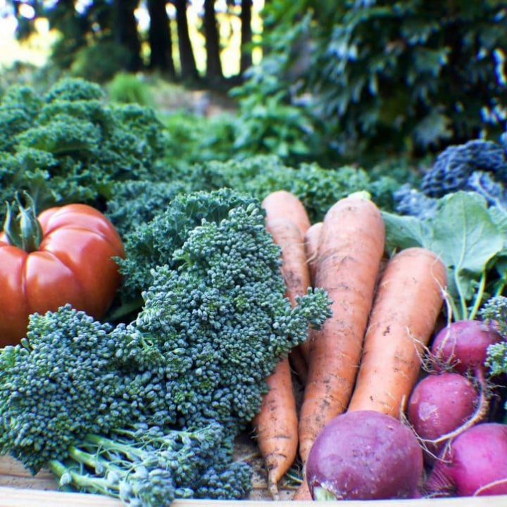 garden produce for juicing