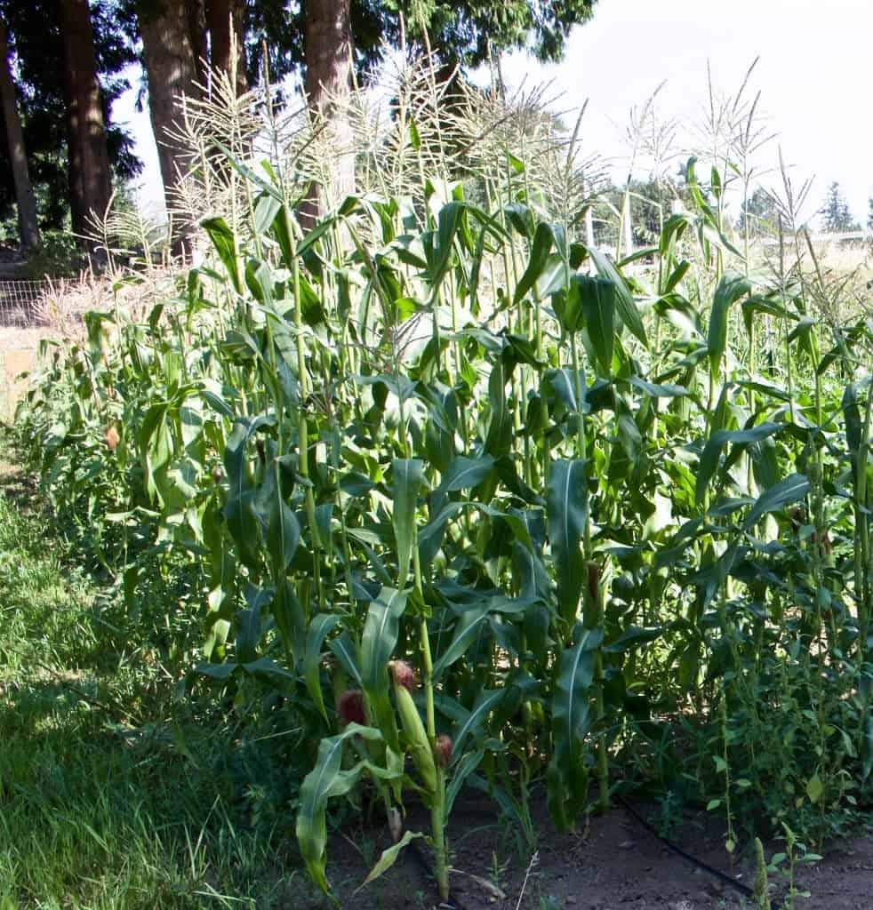 Our Corn Patch 2015. Freezing Corn On The Cob Is A Great Way To Preserve Your Harvest!