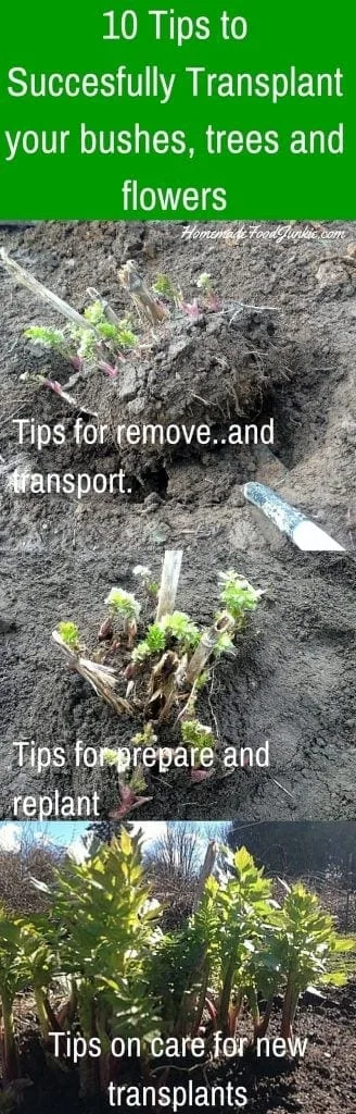 10 Tips To Successful Transplanting Of Your Bushes, Plants And Trees. Http://Homemadefoodjunkie.com