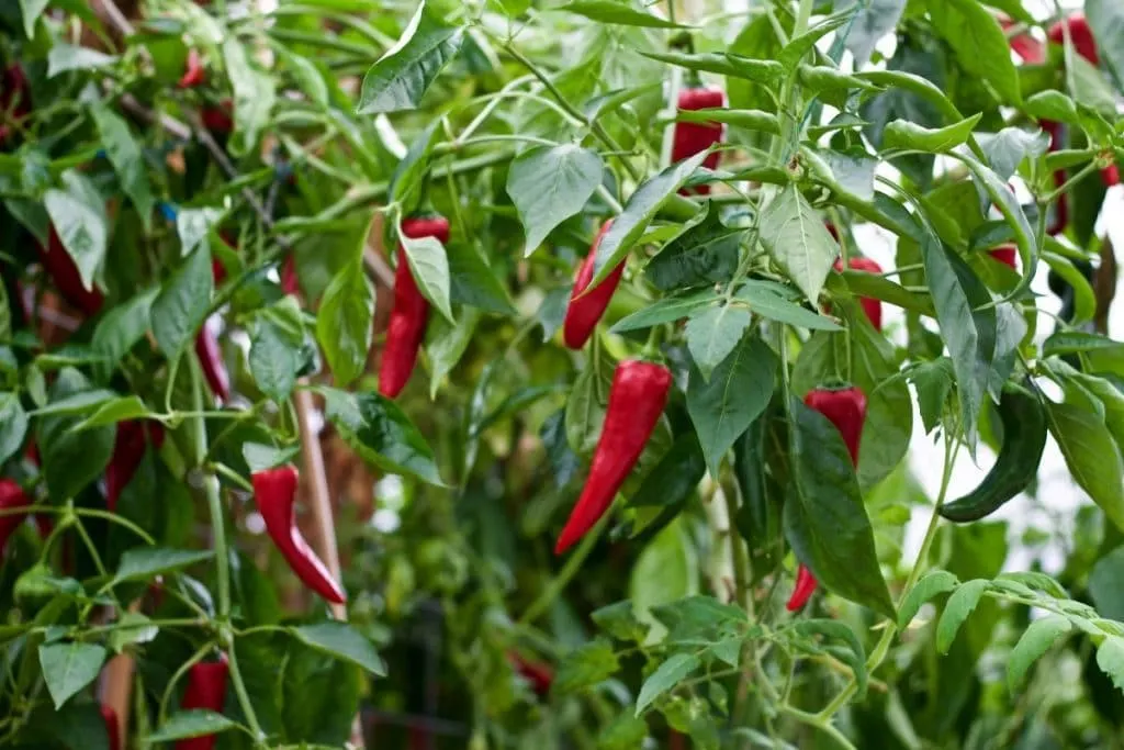 Greenhouse Krimson Lee Peppers. These Are The Peppers I Roasted And Stuffed For This Recipe.