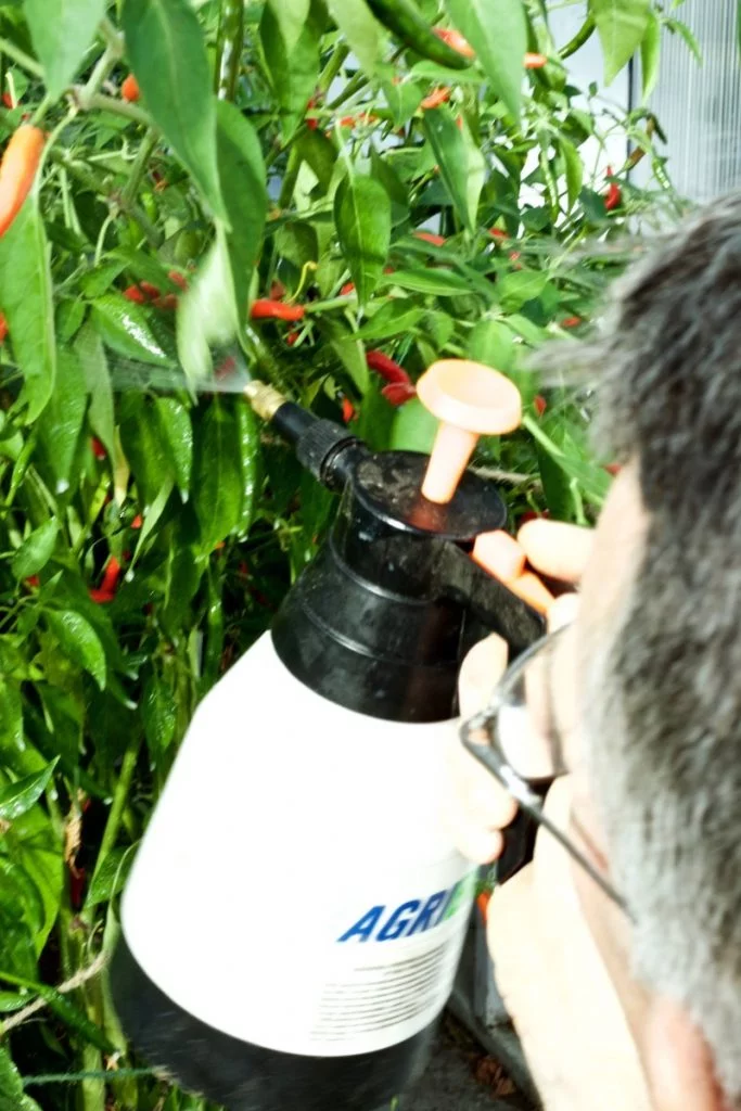 Neem Oil Spray For Aphids In The Greenhouse