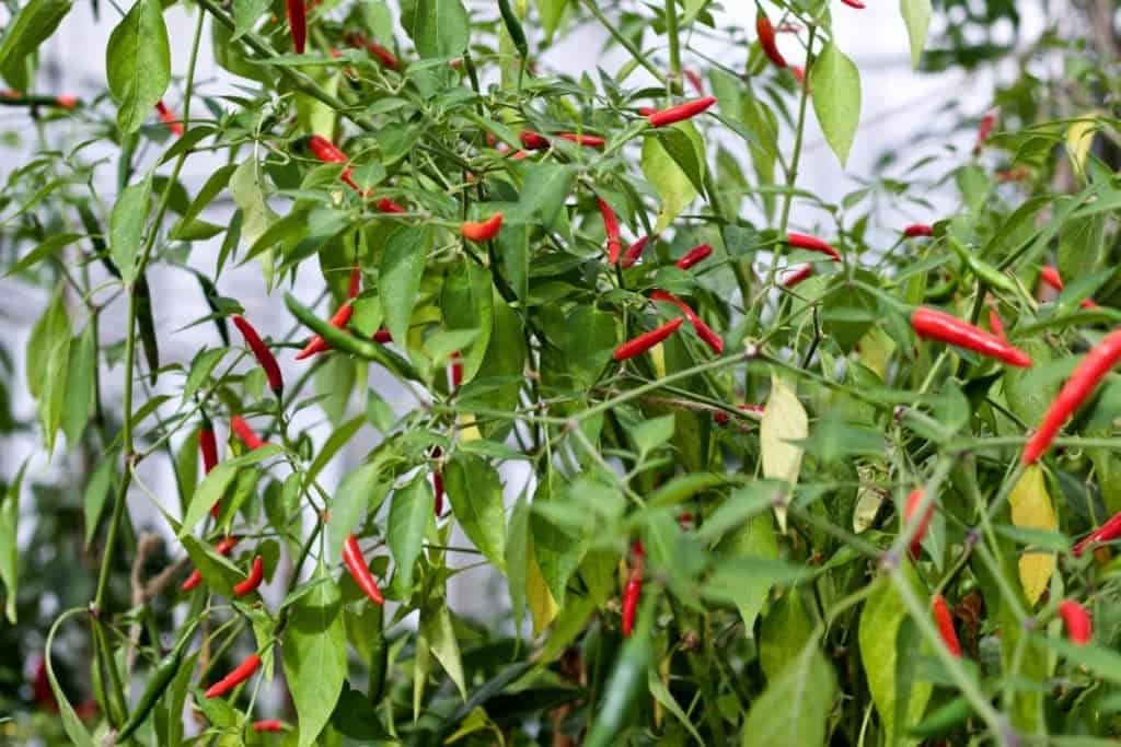 Bangkok Peppers 5 Tips For Growing Perfect Peppers Http://Homemadefoodjunkie.com