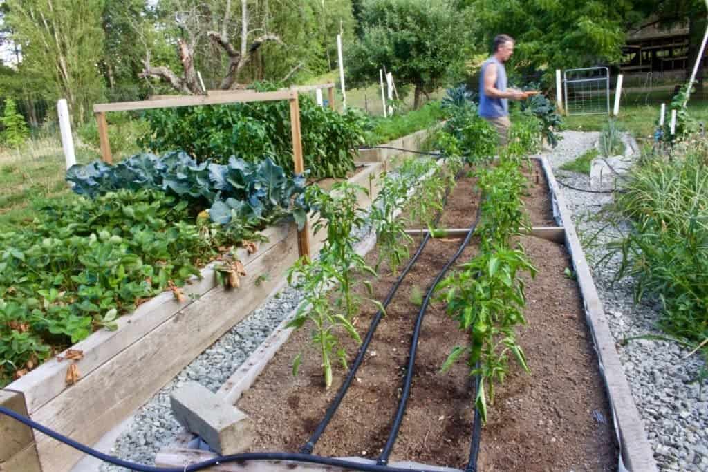 Garden Pepper Crop