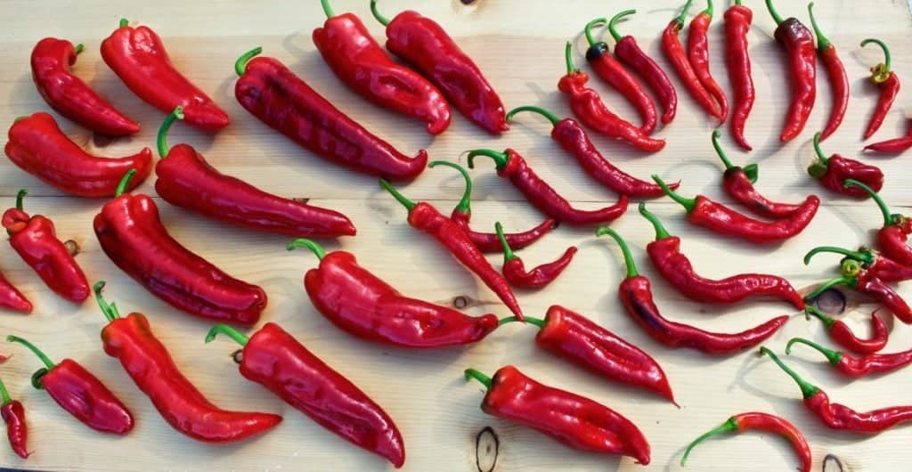 Various Peppers From Our 2015 Pepper Crop