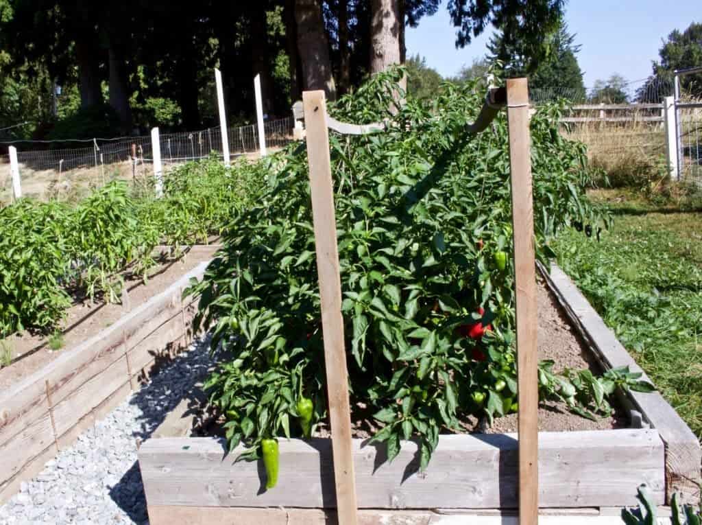 Garden Pepper Crop