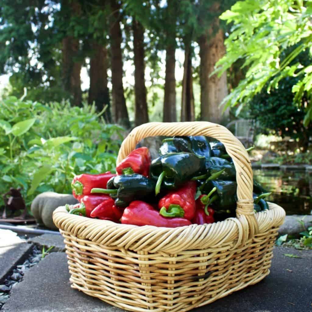 Garden Pepper Crop 2015. Dave's Pride And Joy! Http://Homemadefoodjunkie.com