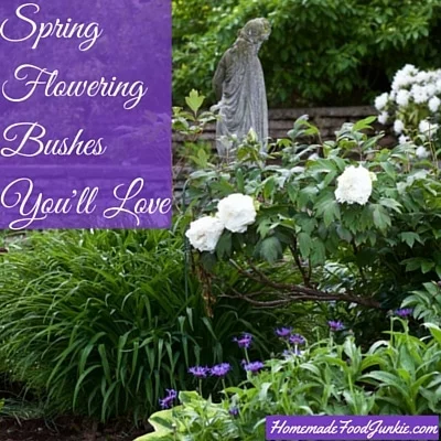 Spring Flowering Bushes You'll Love