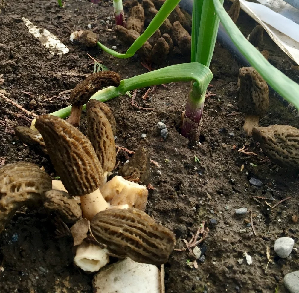 Morel Mushrooms In Our Garden