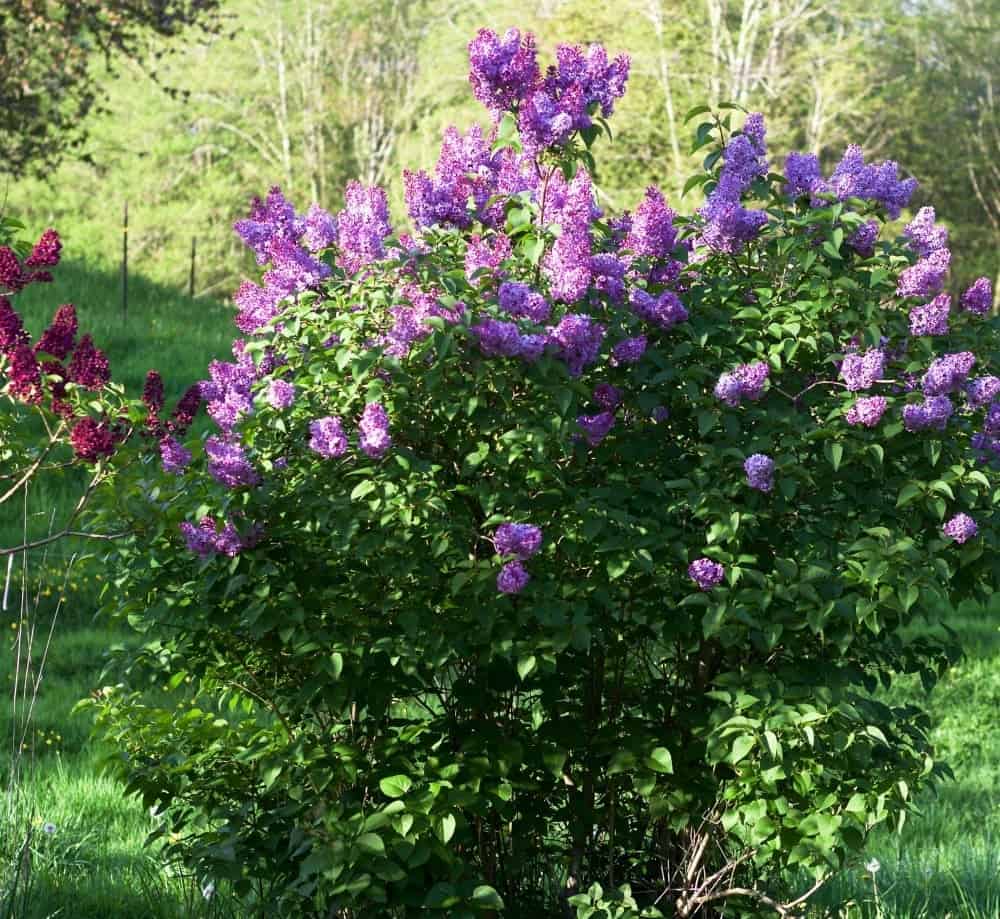 Lilacs-Spring Flowering Bushes You'll Love
