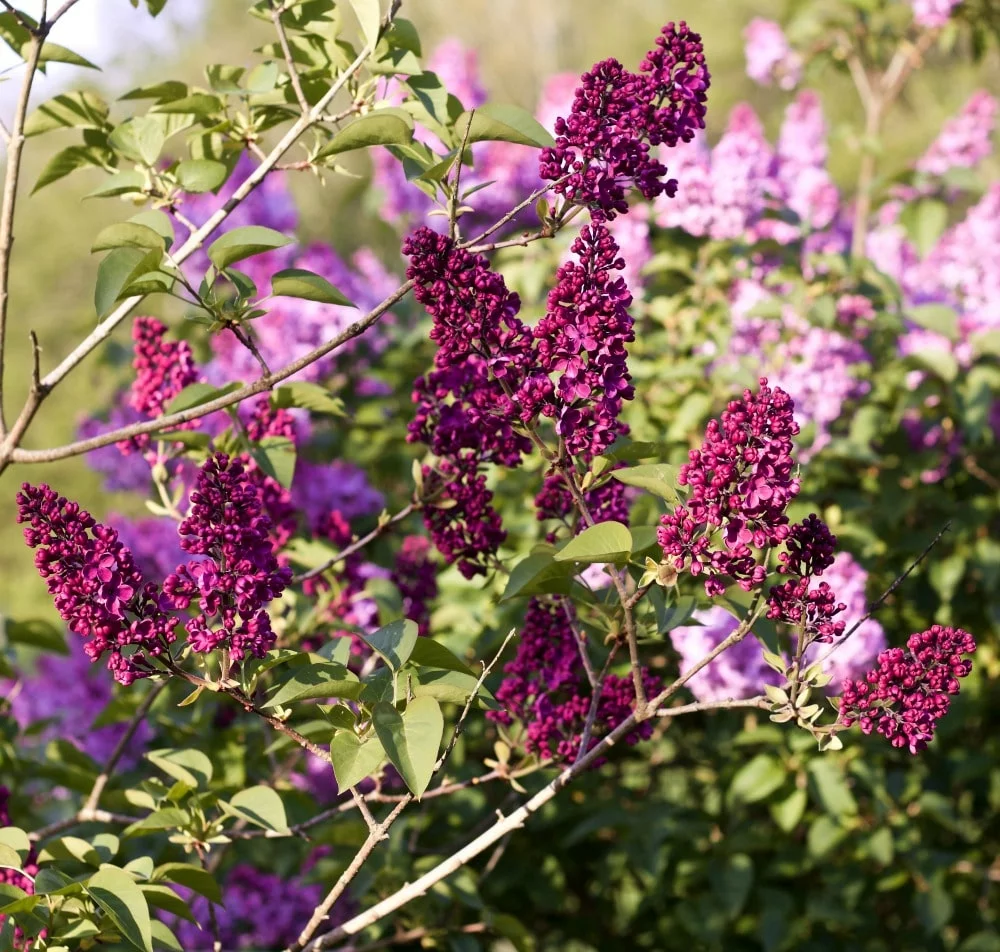 Lilac-Spring Flowering Bushes You'll Love