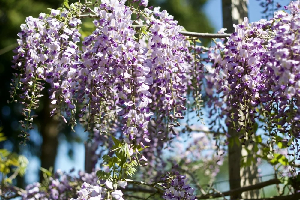 Wisteria Vine-Spring Flowering Bushes You'll Love