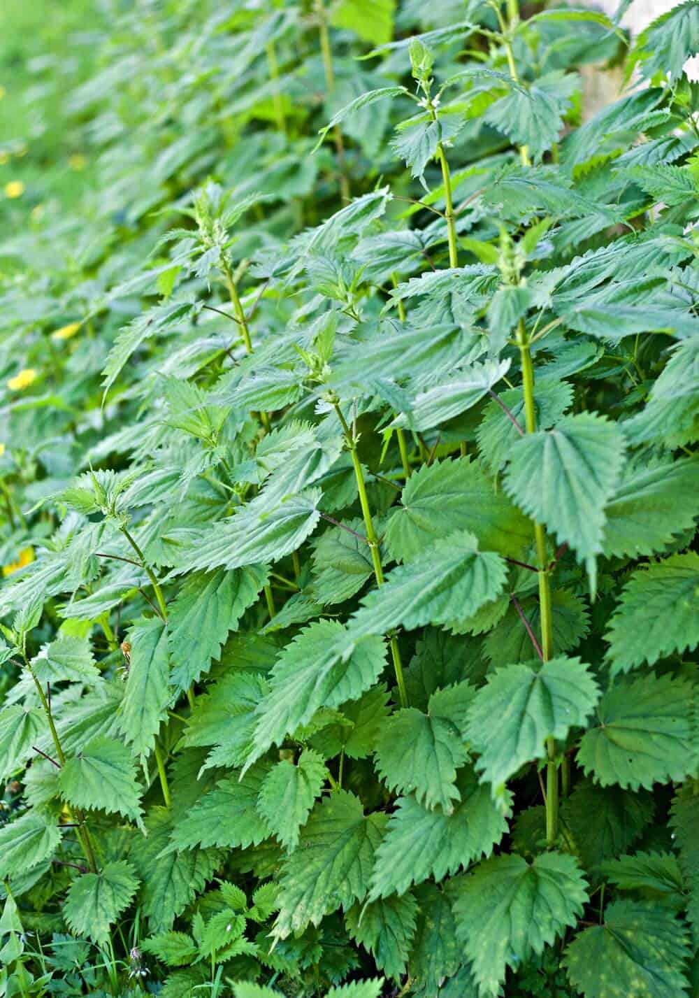 Stinging Nettles Juice! A Healthy Spring Tonic Homemade Food Junkie