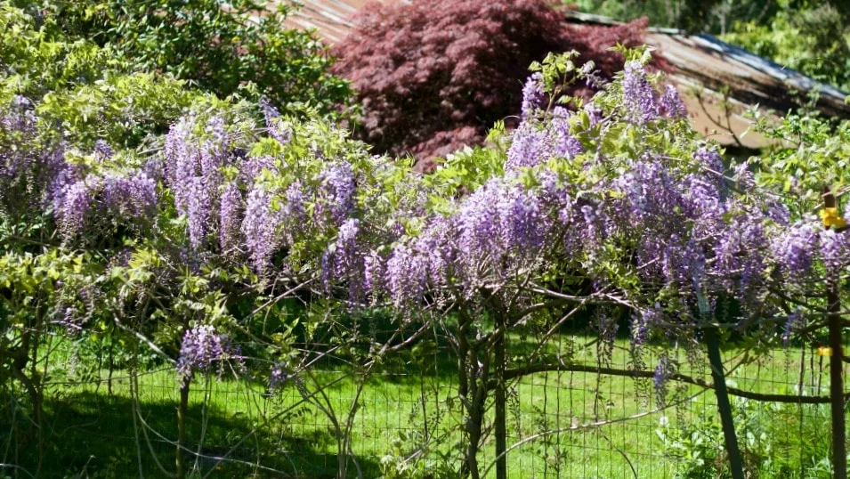 Wisteria Vine-Spring Flowering Bushes You'll Love