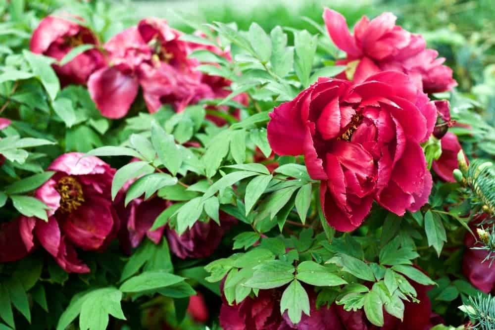 Red Tree Peony-Spring Flowering Bushes You'll Love