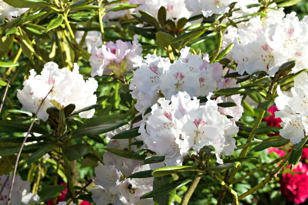 White Rhododendron-Spring Flowering Bushes You'll Love