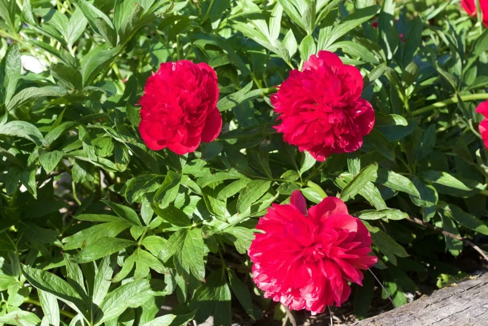 Red Peony -Spring Flowering Bushes You'll Love