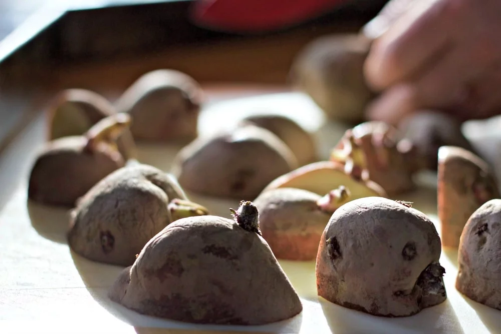 Preparing Potatoes For Planting