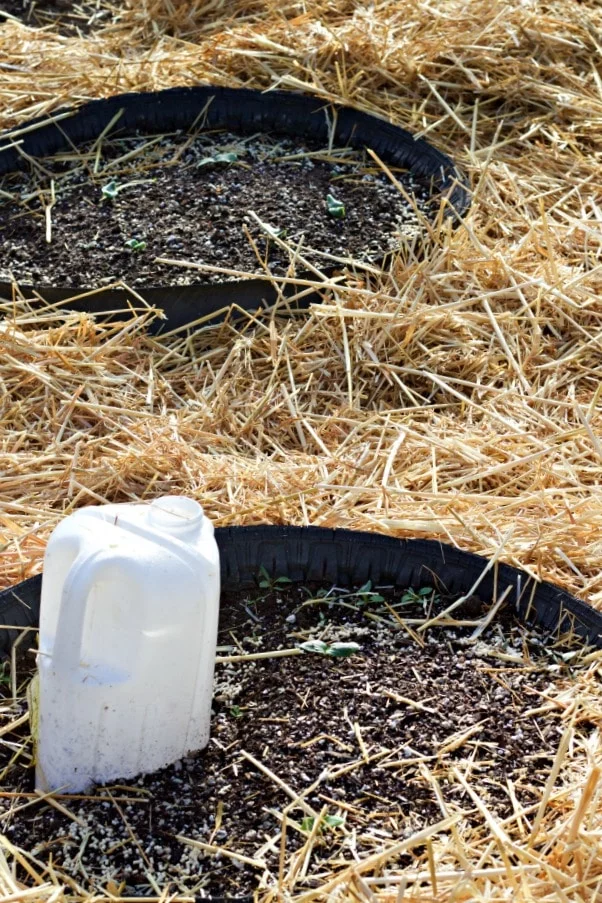 Lasagna Gardening No Till Method On The Cheap! Save Garden Labor And Water While Improving The Soil! Http://Homemadefoodjunkie.com Http://Homemadefoodjunkie.com