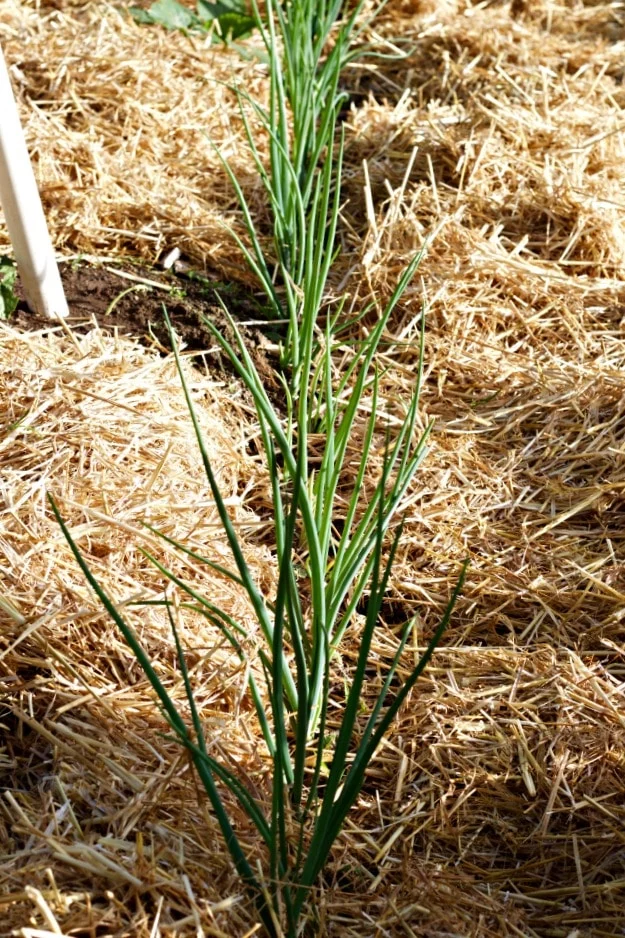 Lasagna Gardening No Till Methodlasagna Garden Method: Save Garden Labor And Water While Improving The Soil! Http://Homemadefoodjunkie.com