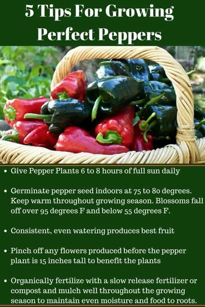 5 Tips For Growing Perfect Peppers Will Get You Off To A Great Start For A Fantastic Pepper Harvest. Read The Full Post For More Tips And Tricks At Http://Homemadefoodjunkie.com