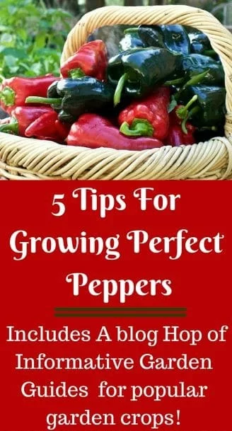 5 Tips For Growing Perfect Peppers. Peppers Are Easy To Grow If You Have The Correct Conditions For Them. Peppers, Like Tomatoes Love Warmth And Do Have A Few Requirements To Keep Them Happy And Productive. #Growingpeppers #Gardentips #Plantingguide #Peppertips #Bloghop