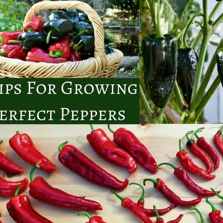 5 Tips For Growing Perfect Peppers