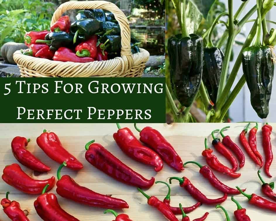 5 Tips For Growing Perfect Peppers