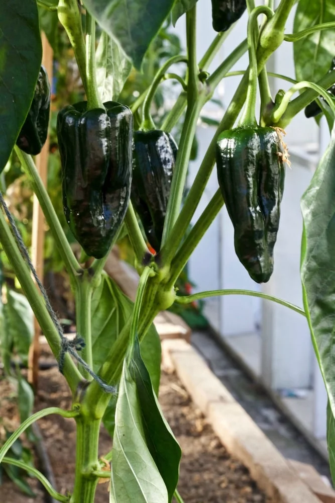 Tiburon Peppers Are An Excellent Roasting Pepper-5 Tips For Growing Perfect Peppers Http://Homemadefoodjunkie.com
